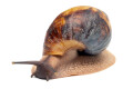Archachatina marginata egregia Cameroon two-tone adult